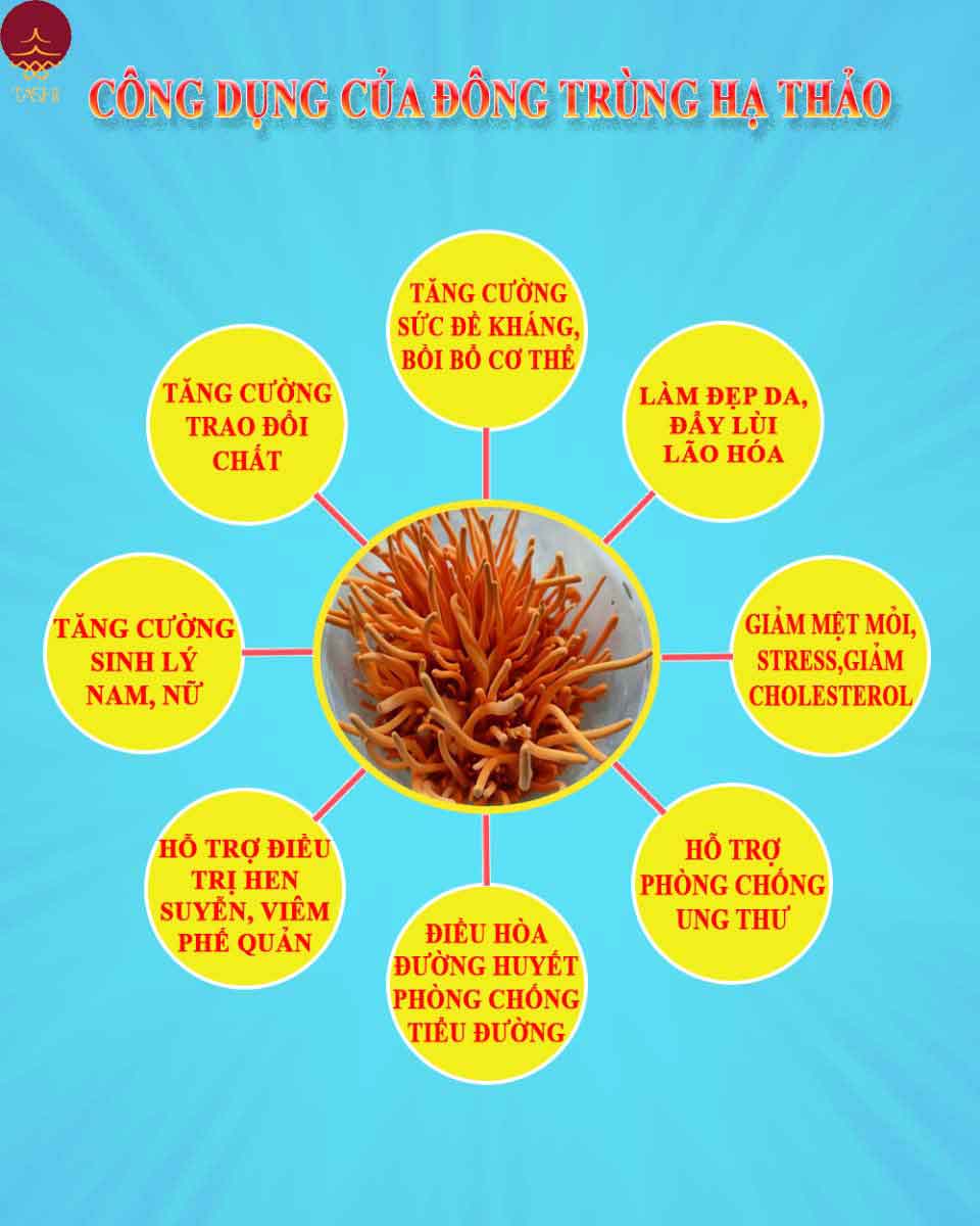 công dụng của đông trùng hạ thảo tashi