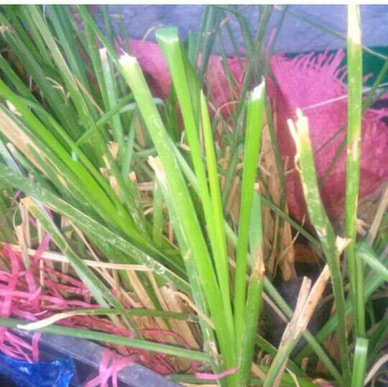 cây tại Trường Sa